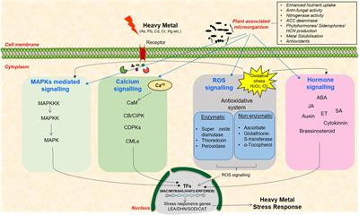 Heavy Metal Stress, Signaling, and Tolerance Due to Plant-Associated Microbes: An Overview